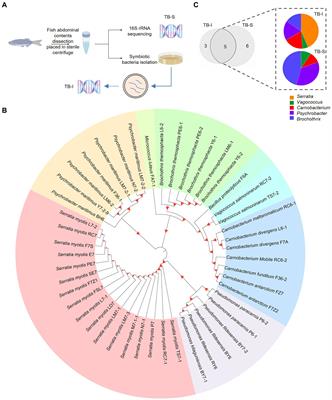 A symbiotic bacterium of Antarctic fish reveals environmental adaptability mechanisms and biosynthetic potential towards antibacterial and cytotoxic activities